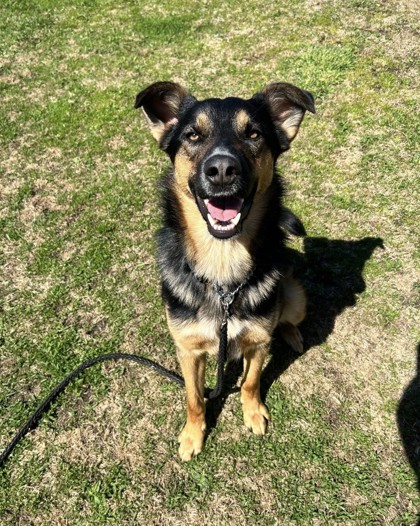 German Shepherd