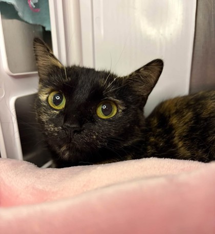 Bessie, a 1 year and 6 months old Black Female Domestic Shorthair Cat