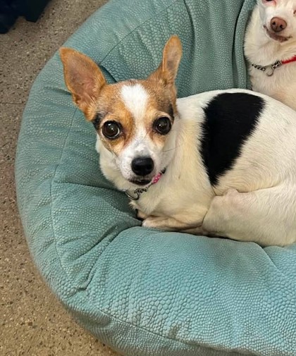 Chihuahua