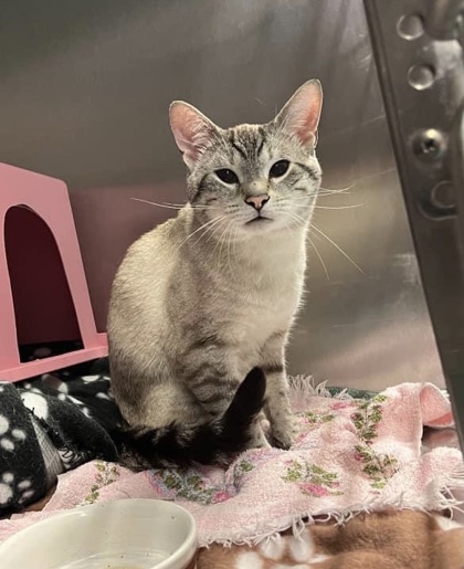 Hades, a 5 years and 2 months old Beige Male Domestic Shorthair Cat