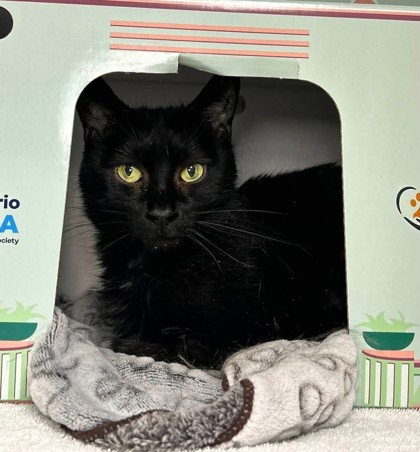 Darlene, a 10 years old Black Female Domestic Shorthair Cat