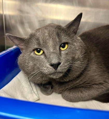 Hickory, a 4 years old Grey Male Domestic Shorthair Cat