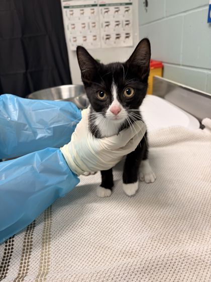 Pepper, a 3 months old Black Male Domestic Shorthair Cat