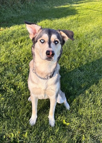 Teddy, a 2 years old Female Alaskan Husky Dog