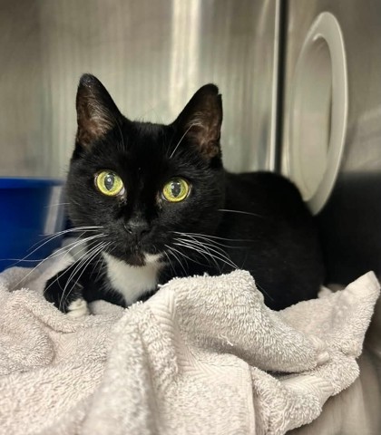 Ella, a 11 years and 11 months old Black Female Domestic Shorthair Cat