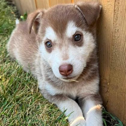 Siberian Husky