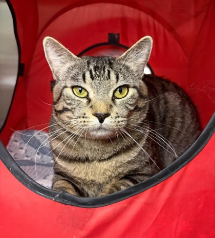 Maito, a 2 years old Brown Male Domestic Shorthair Cat