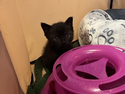 Zoey, a 2 months old Female Domestic Shorthair Cat