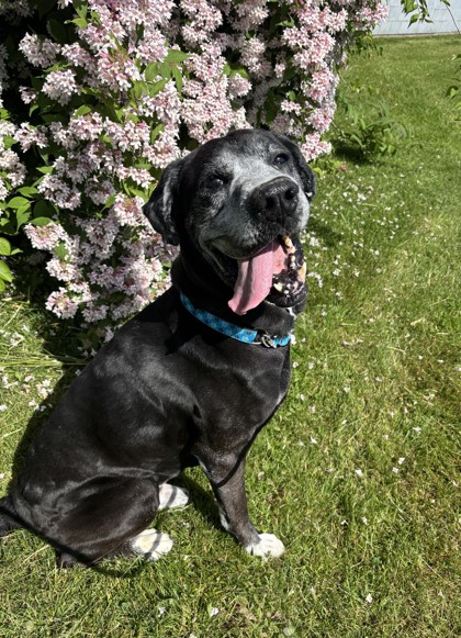 Dexter photo