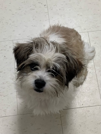 Milo photo