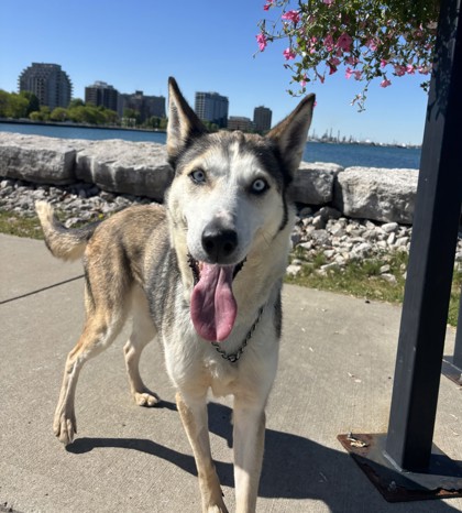 Nala photo