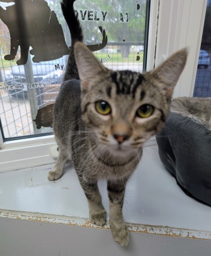 Shadow of a Doubt photo