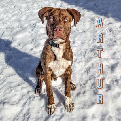 Arthur photo