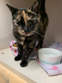 Cinnamon photo