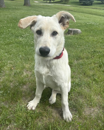 Koda photo