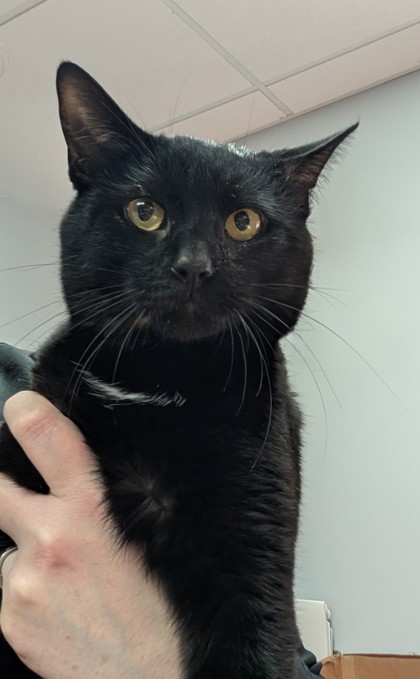 Mr Meowgi photo