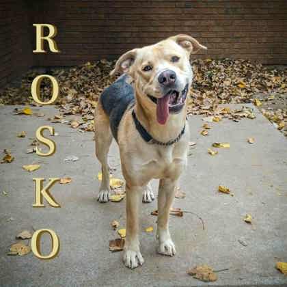 Rosko photo