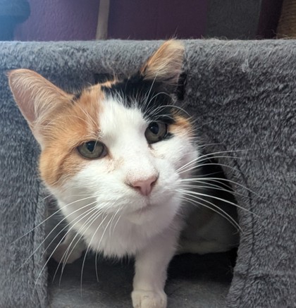 Suzie photo
