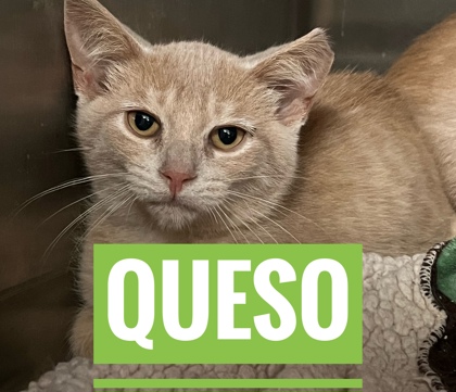 Queso photo