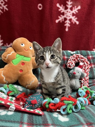 Coffee Grounds photo