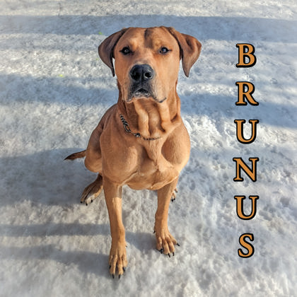 Brunus photo