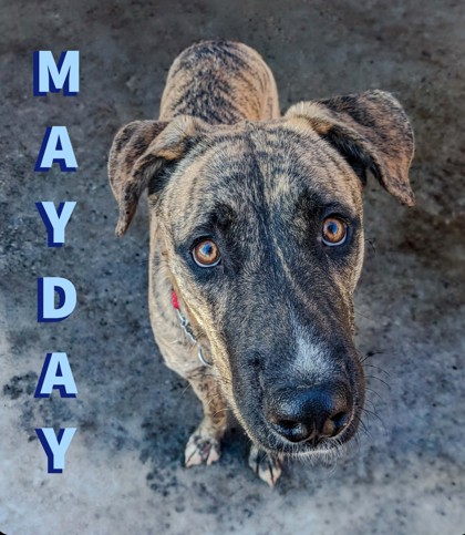 MayDay photo