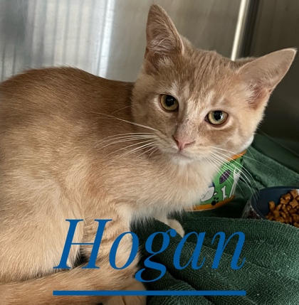 Hogan photo
