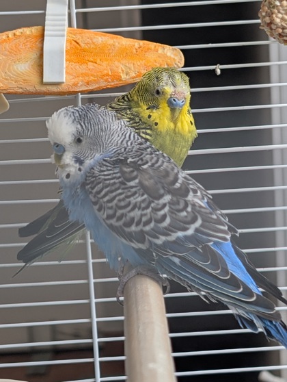 Flop photo