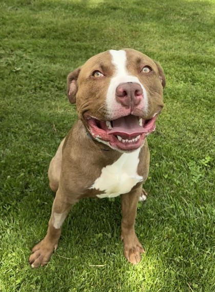 Rocco photo