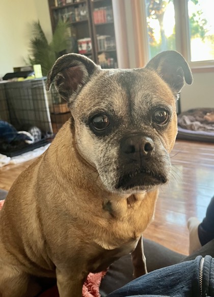 Penny photo