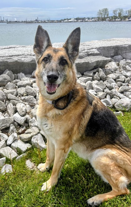 Piper photo