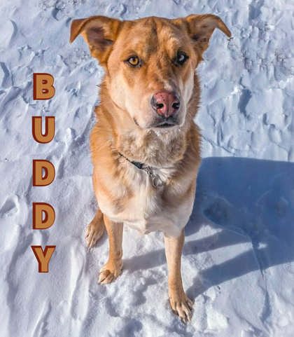 Buddy photo