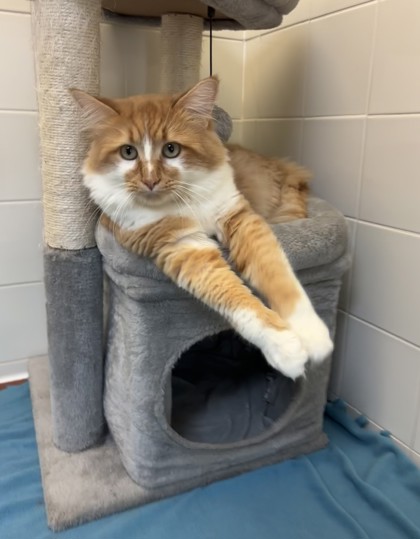Tigger photo