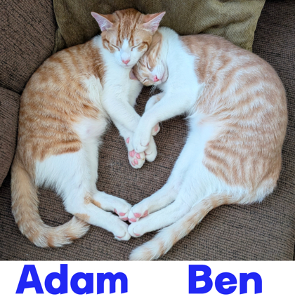Bonded Pair Cats for Adoption: Double the Love, Twice the Joy