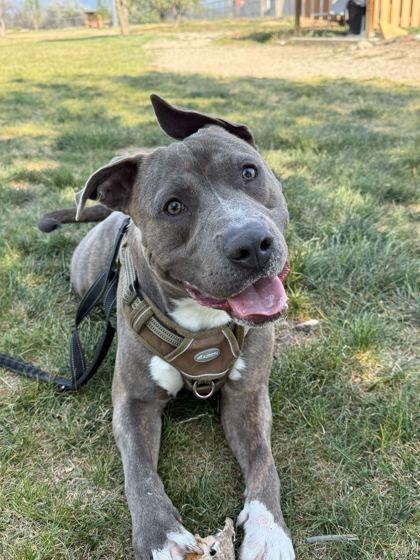 Adopt - Roice-Hurst Humane Society