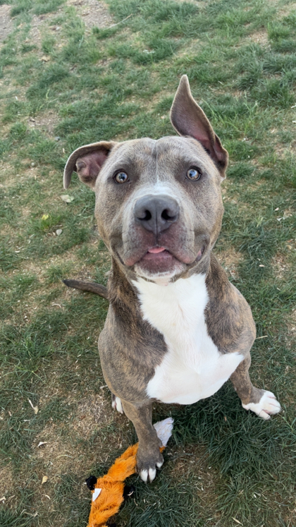 Capone photo
