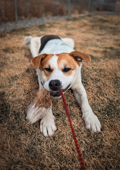 Scout photo