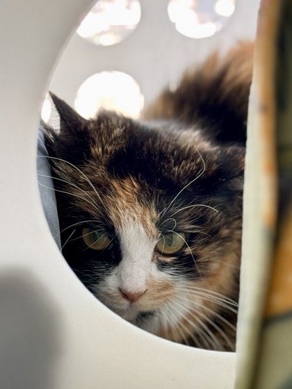 Gata photo