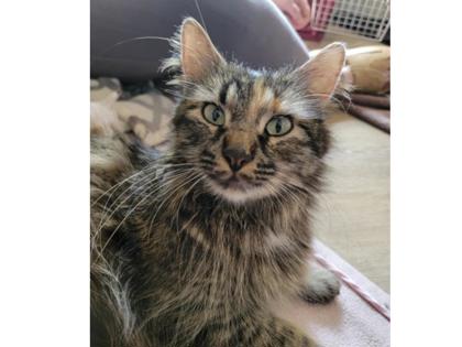 Pepper photo