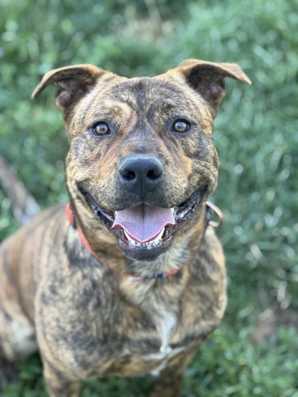 Tigger photo