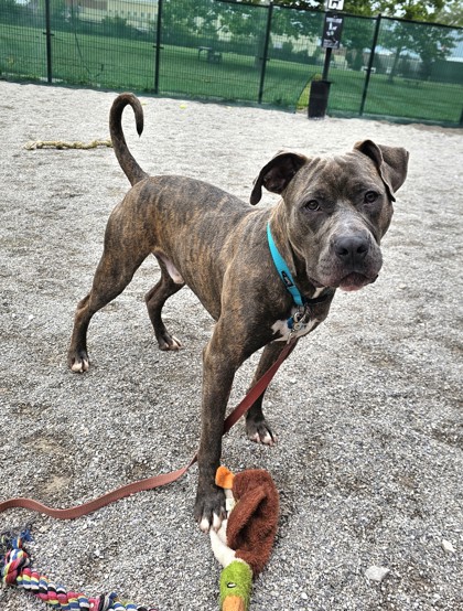 GROVER - Pit Bull Terrier / Cane Corso available for adoption