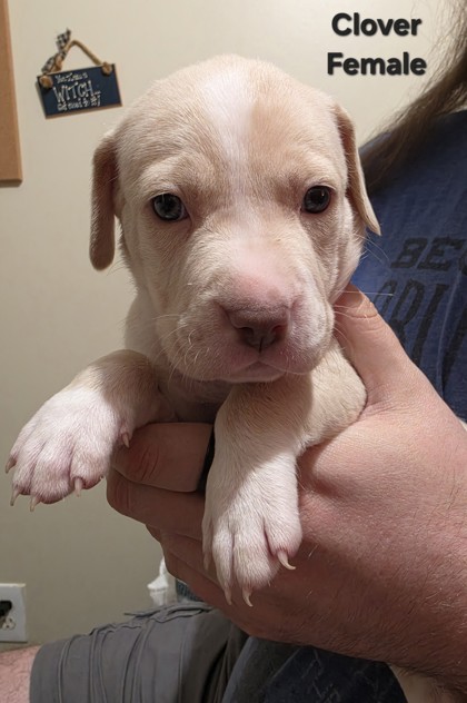 CLOVER(PUP 10)