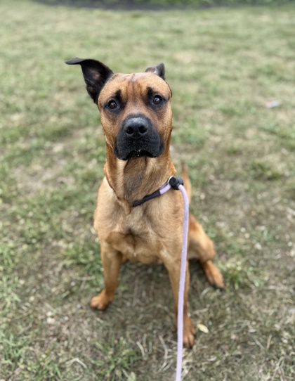 CLIFFORD - Mixed Breed, Large (over 44 lbs fully grown) / Mix available for adoption