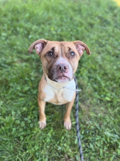 ROSIE - Pit Bull Terrier / Mix available for adoption