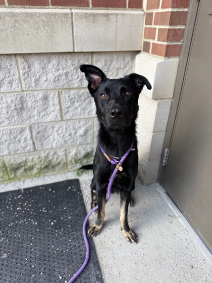 BATMAN - German Shepherd / Mix available for adoption