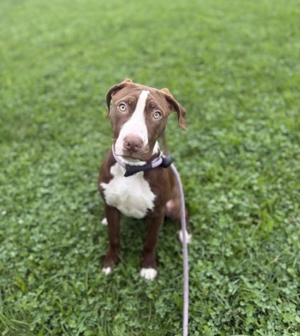 CHOCA - Pit Bull Terrier / Cane Corso available for adoption