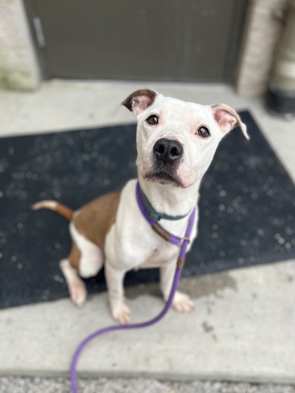 BROOKE - Pit Bull Terrier / Mix available for adoption
