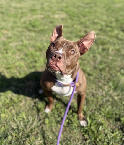 GOOBER - Pit Bull Terrier / Mix available for adoption