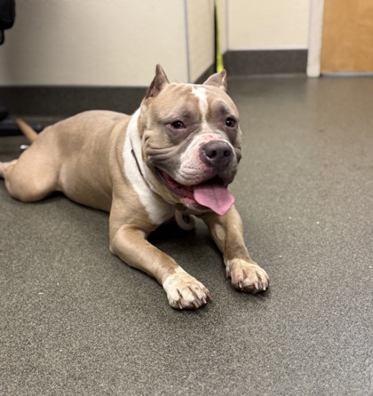 BRICK - Bully American  - Standard / Mix available for adoption