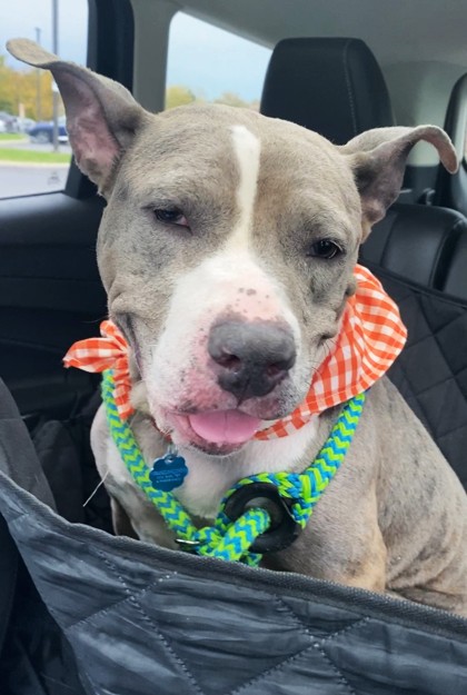 CHEYENNE - American Pit Bull Terrier / Mix available for adoption